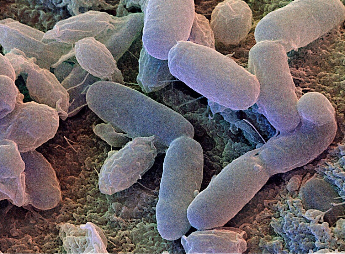 Bacillus bacteria,SEM