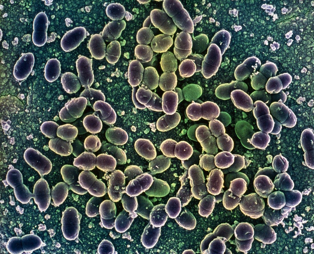 Lactococcus sp. bacteria,SEM