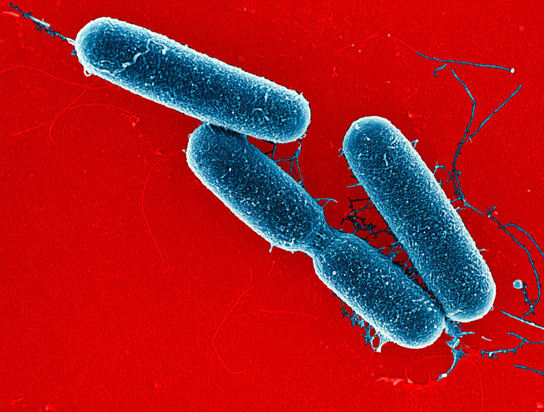 Bacillus sp. bacteria,SEM