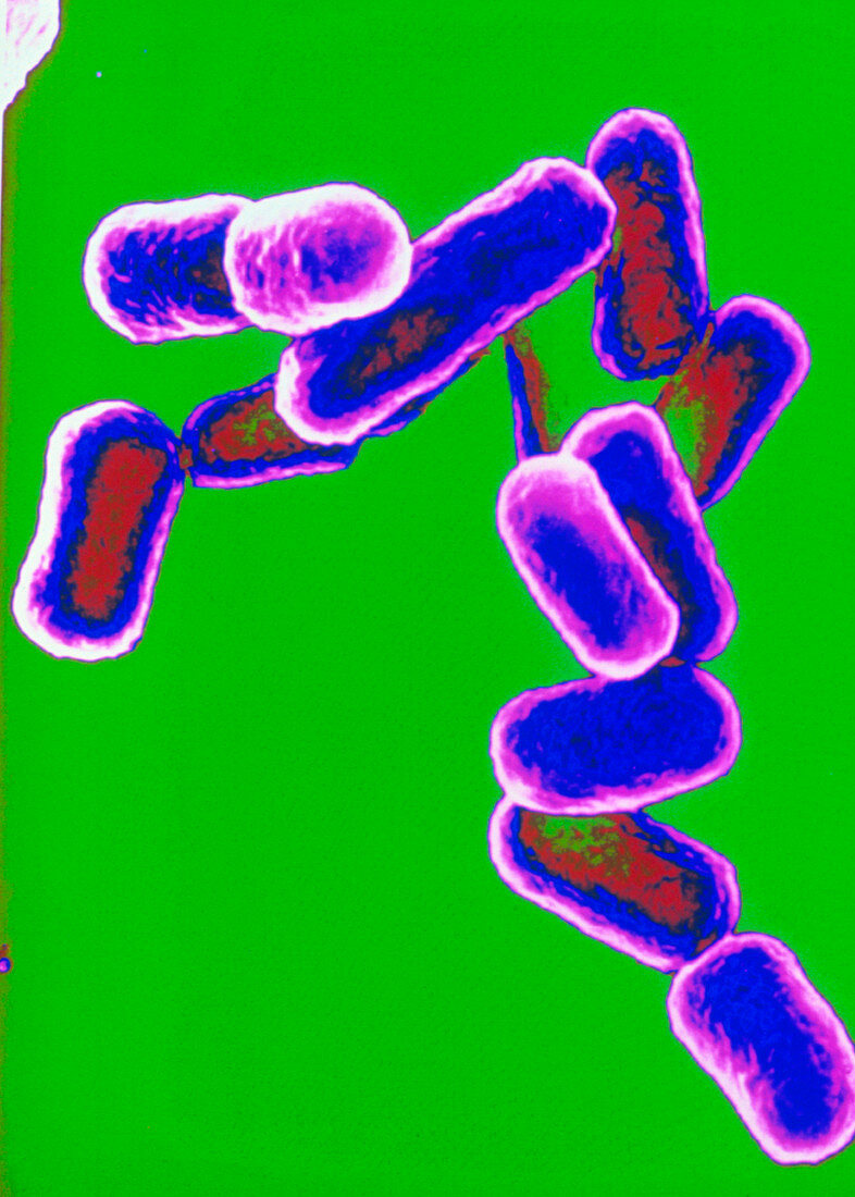 Coloured SEM of Escherichia coli bacteria