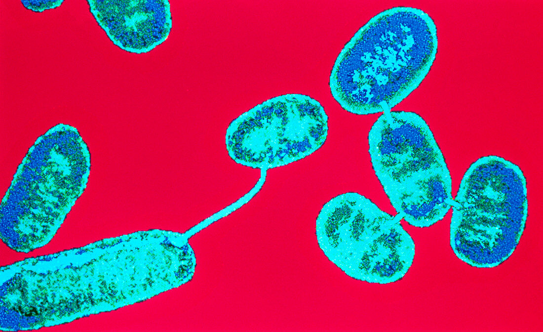 E. coli bacteria conjugating