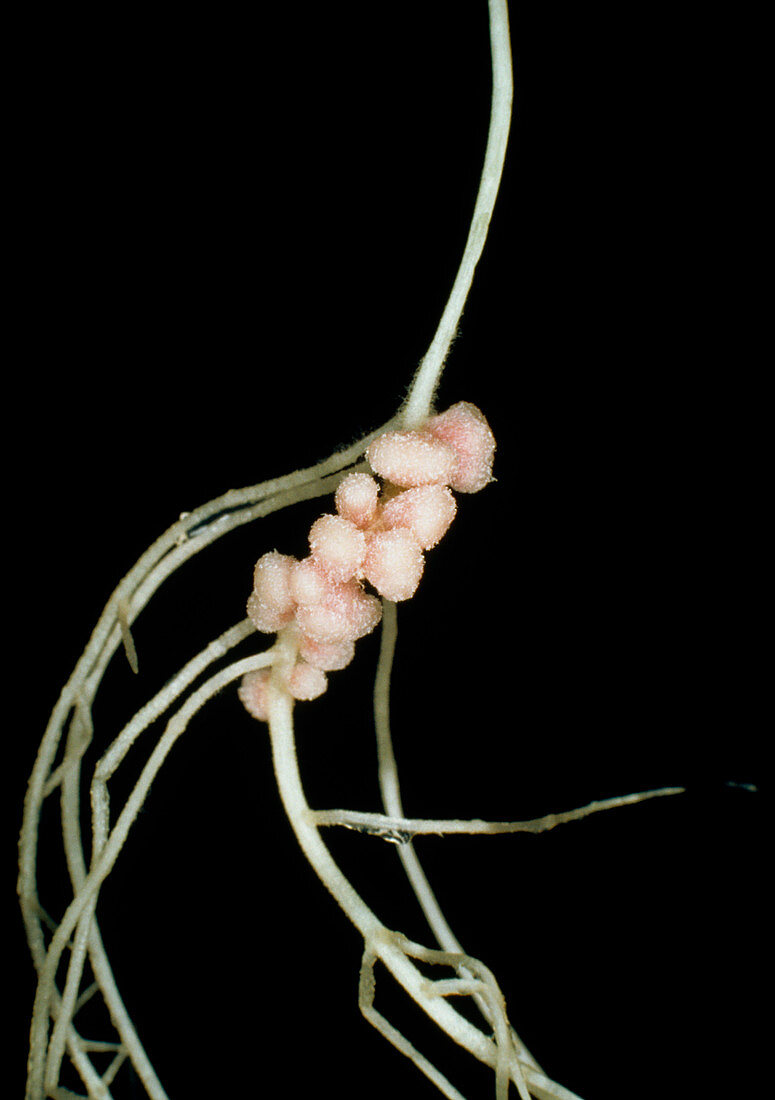 Rhizobium leguminosarum root nodules