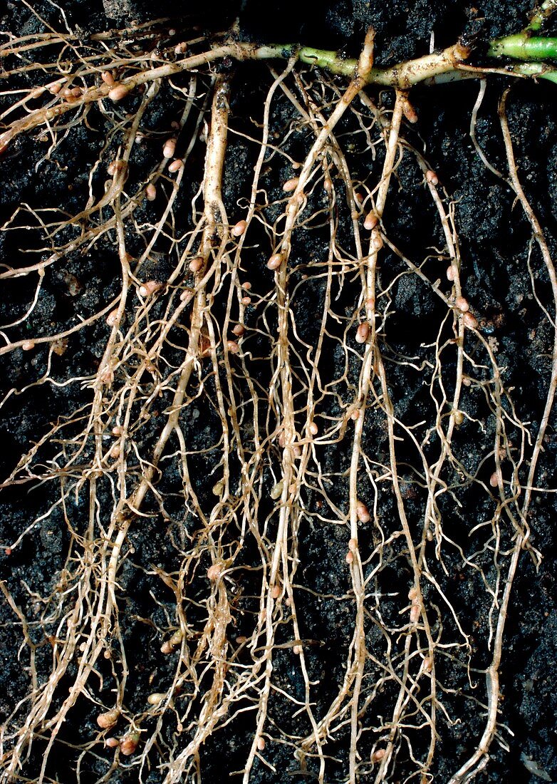 Nitrogen-fixing root nodules of clover plant