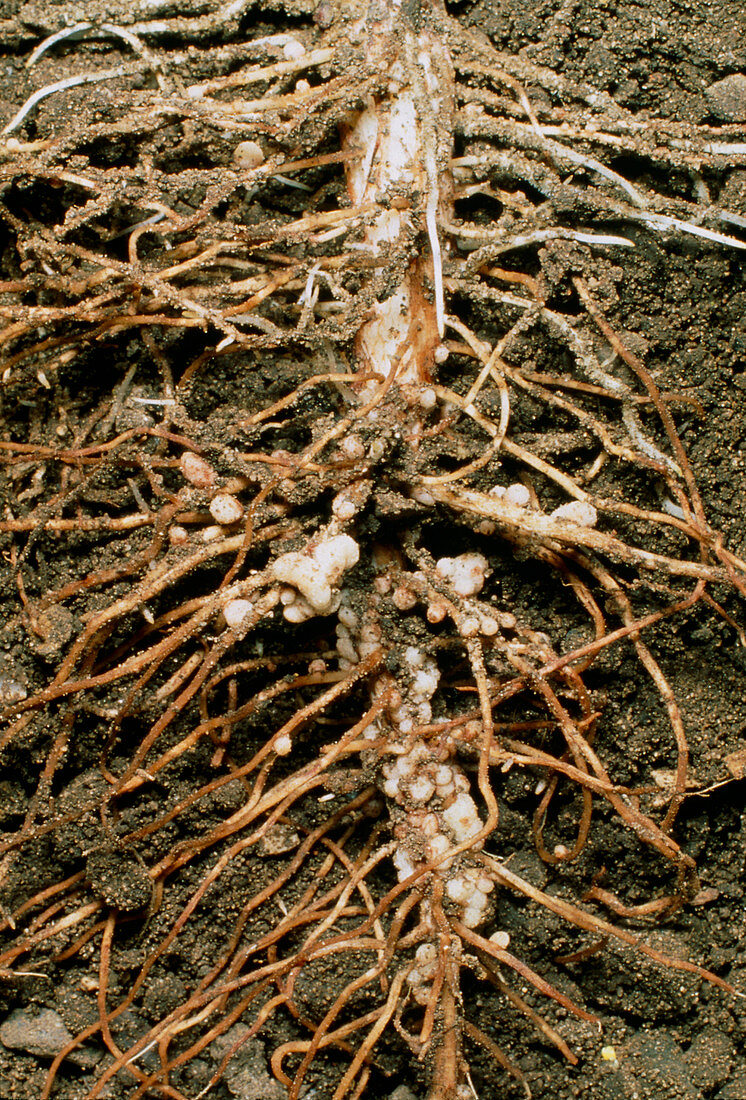 Root nodules of broad bean