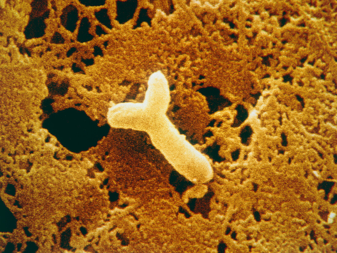Coloured SEM of Rhizobium bacterium