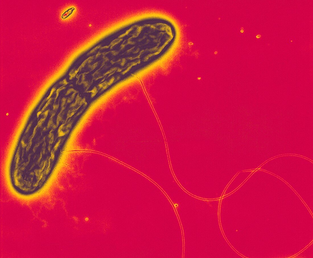 Geobacter metallireducens bacteria,TEM