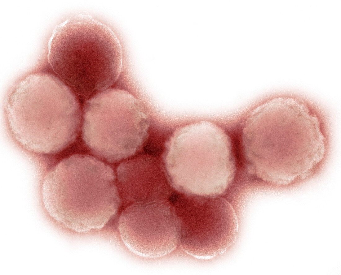 Mycoplasma mycoides bacteria