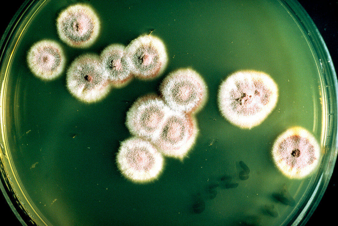 Ringworm fungus growing in culture