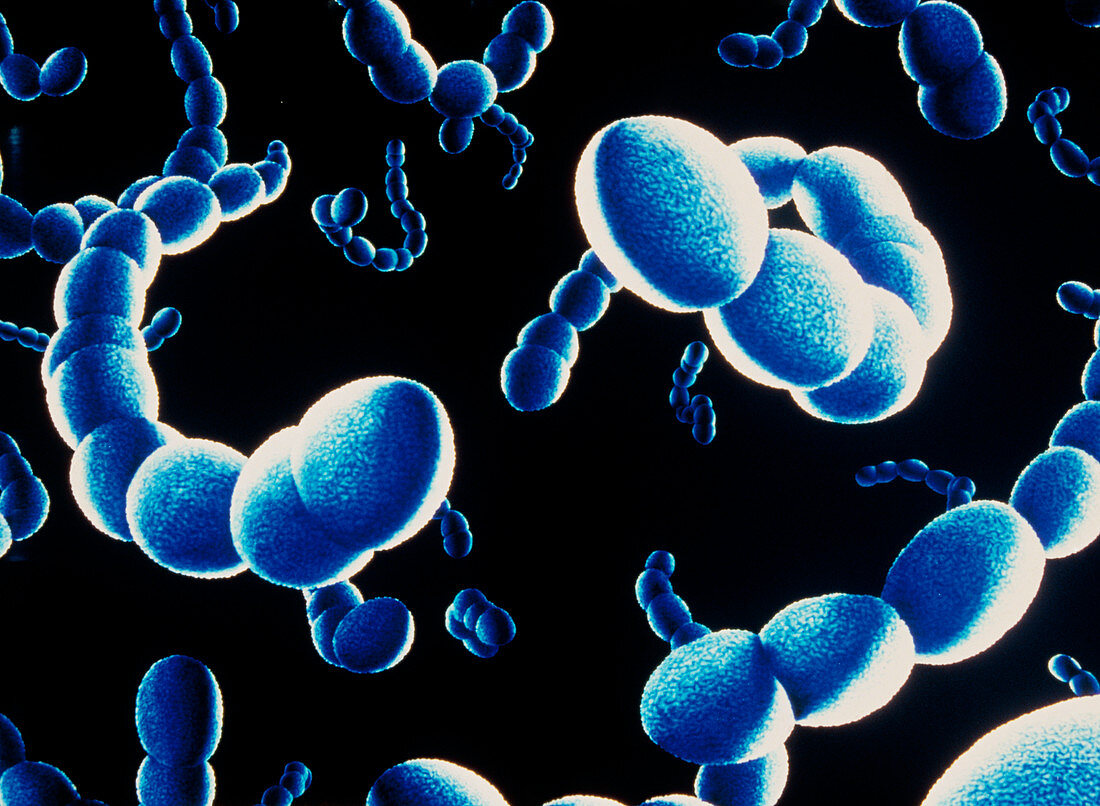 Illustration of Streptococcus bacteria