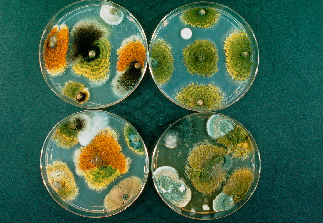 Petri dishes with cultures of fungi