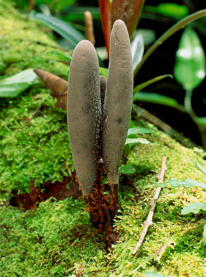 Fruiting bodies of fungus,Cordyceps