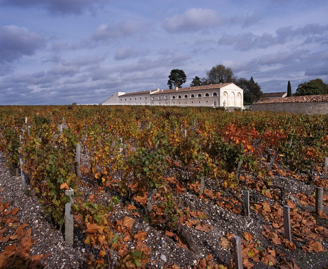 Weinreben und Chai des Château Mouton-Rothschild in Bordeaux
