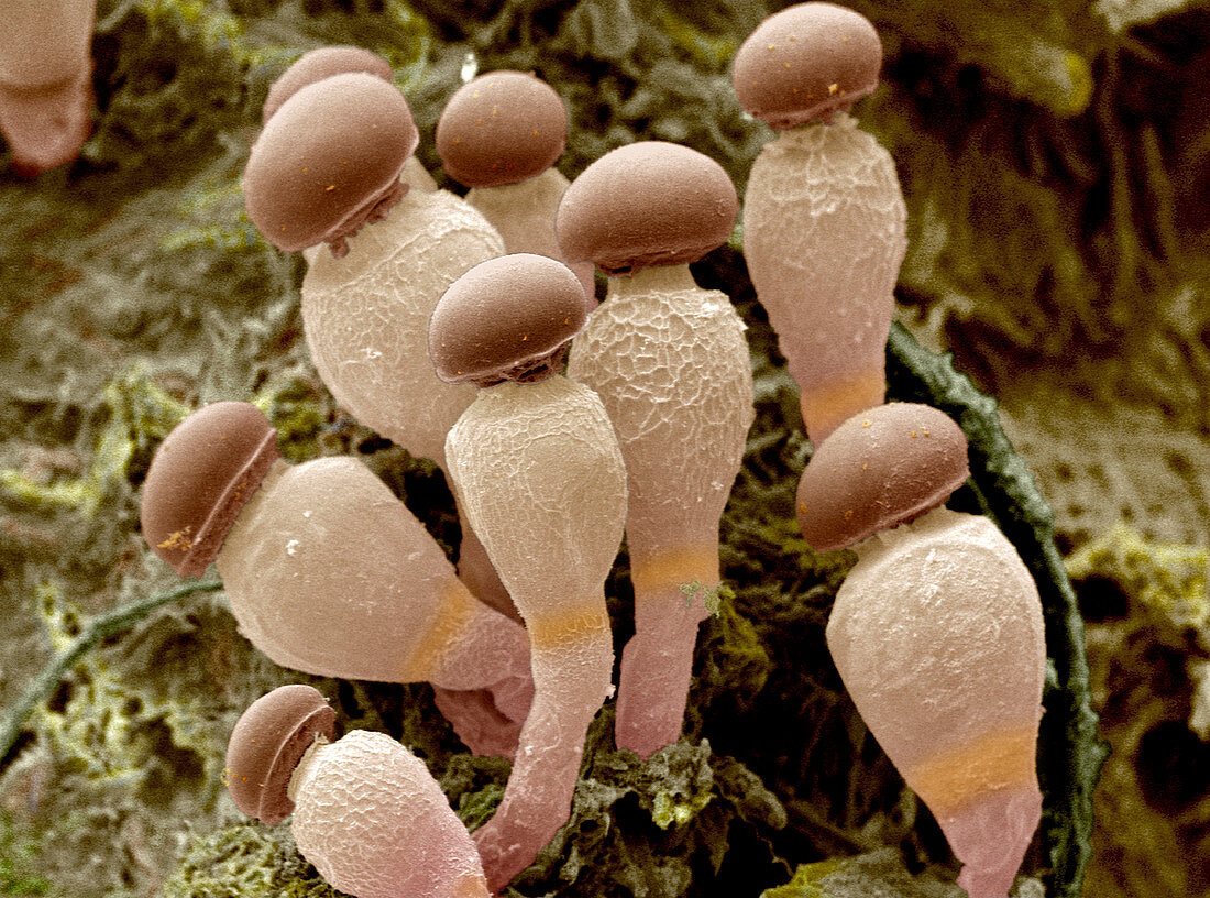 Pilobolus fungus