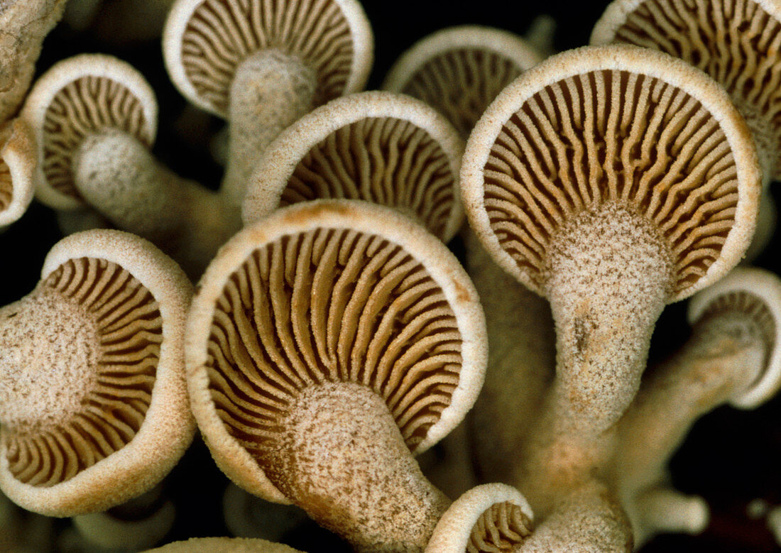 Bitter panellus mushrooms