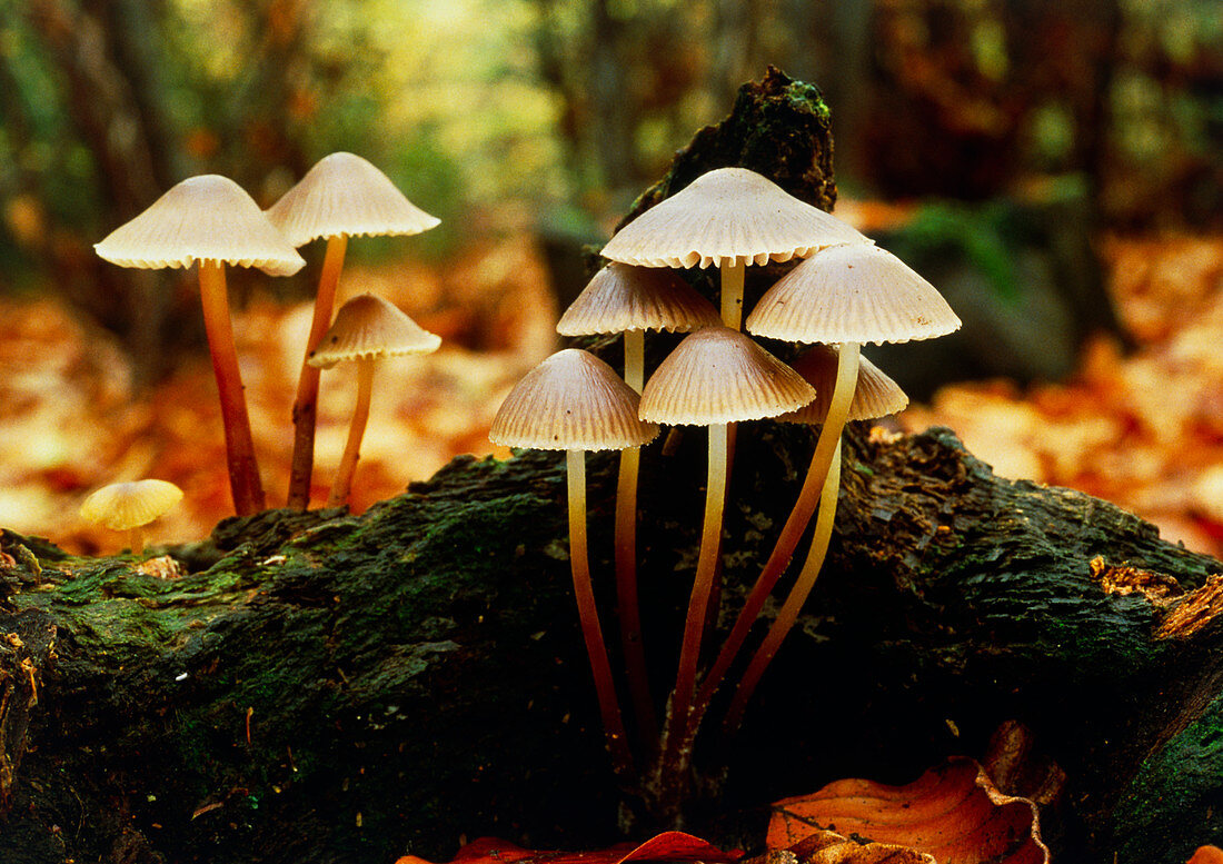 Clustered oak bonnet mushrooms