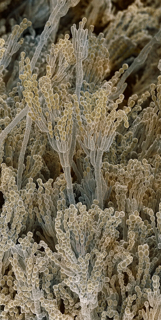 Penicillium fungal spores,SEM