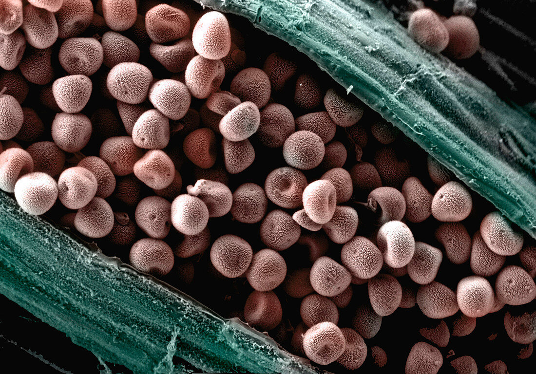 Fungal spores,SEM