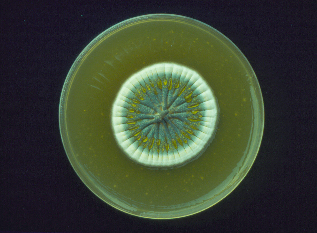 Colony of fungus Penicillium notatum