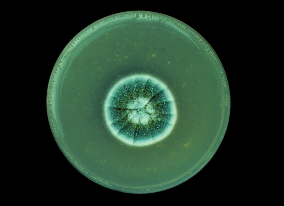 Penicillium chrysogenum fungus in culture
