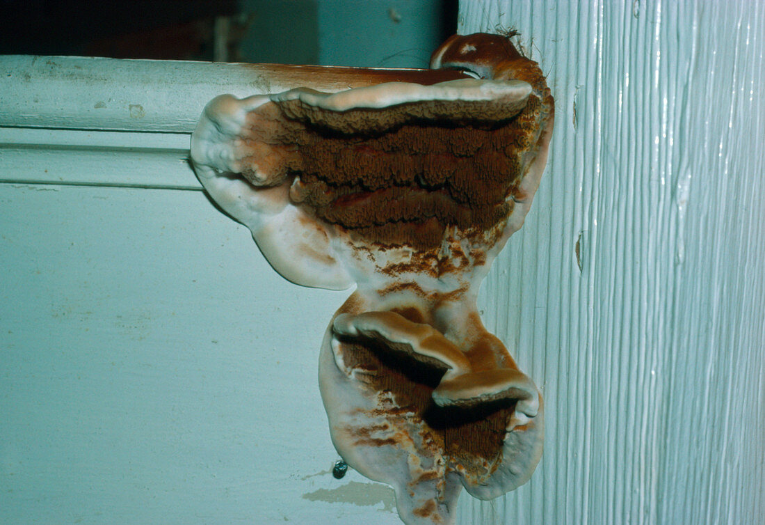 Dry rot on wooden staircase of a house