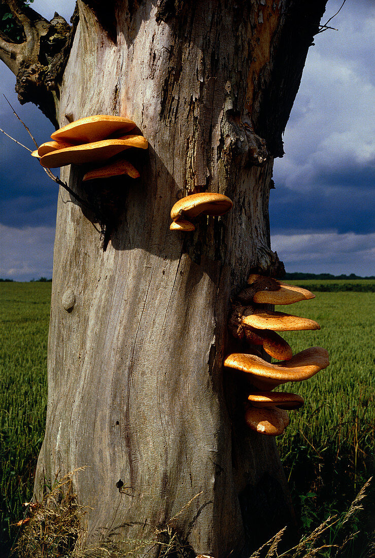 Bracket fungus growing on a tree trunk