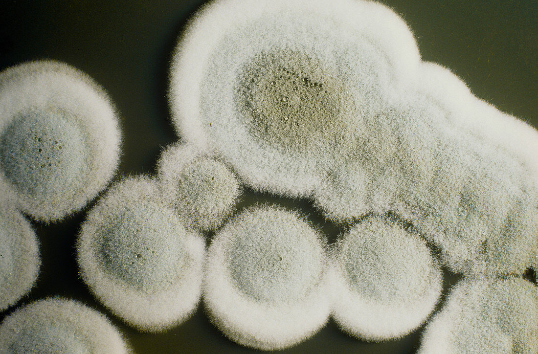 Fungus,Penicillium chrysogenum