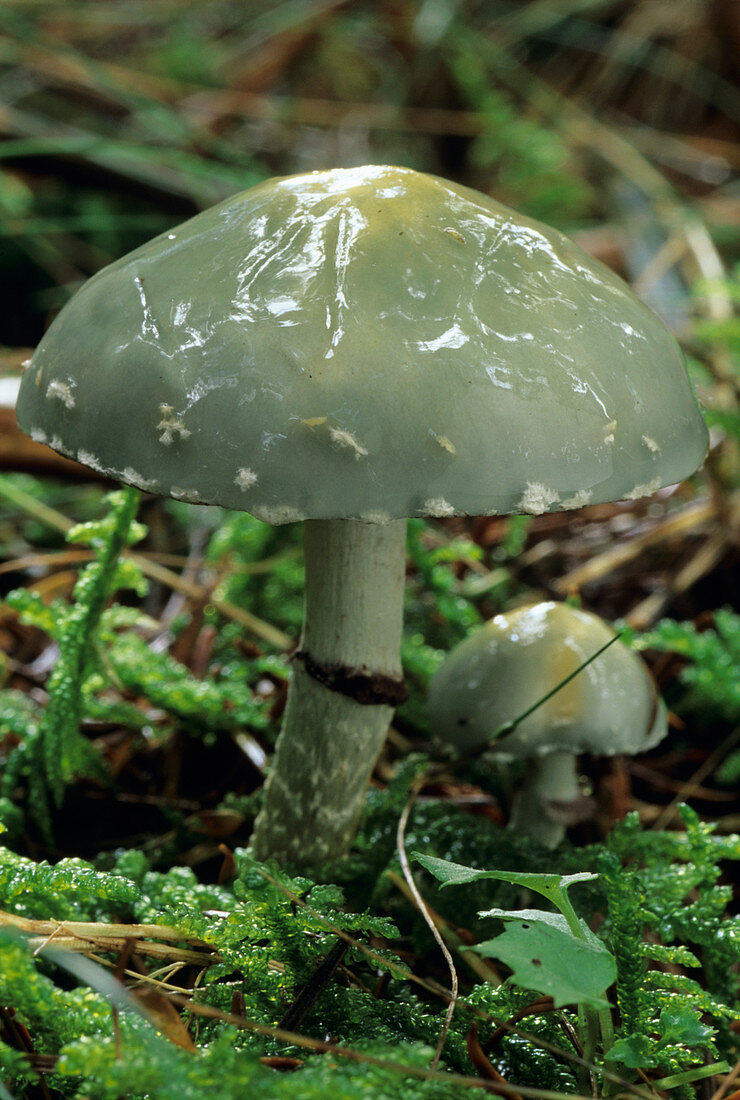 Verdigris agaric fungi