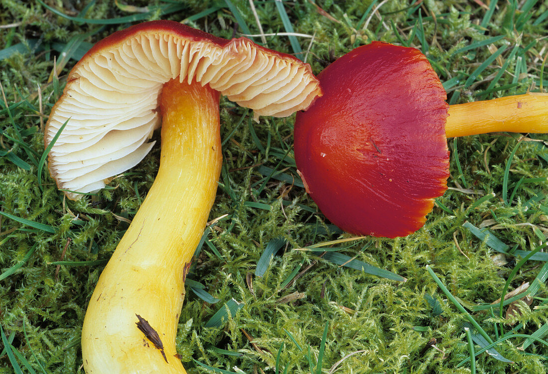 Scarlet wax cap mushrooms