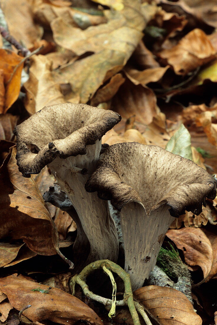 Horn of plenty mushrooms