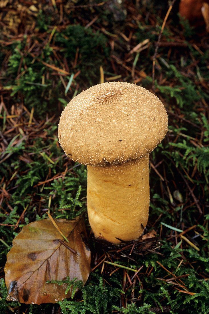 Puffball pestle mushroom