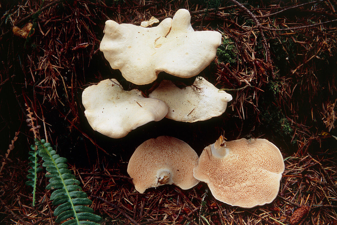 Hedgehog mushrooms