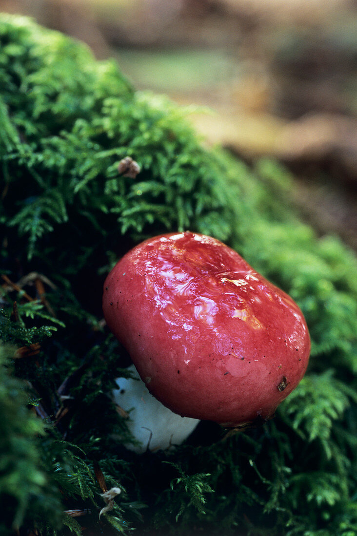 The sickener mushroom