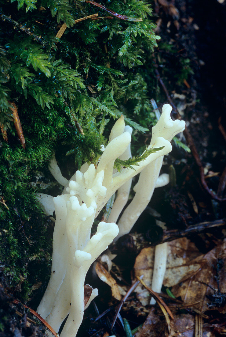 White club fungi