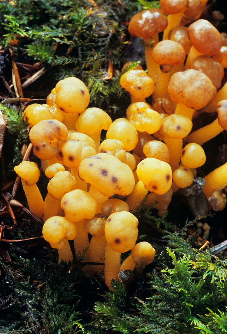 Jelly baby mushrooms