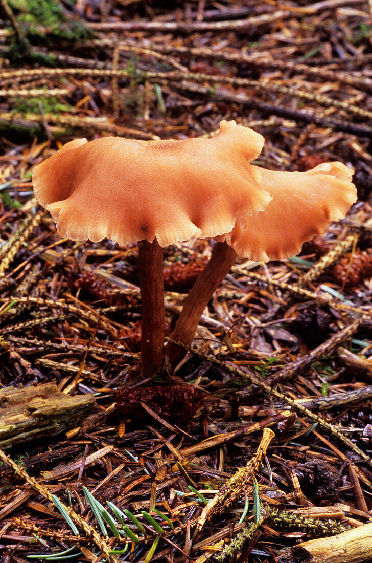 Common deceiver mushrooms