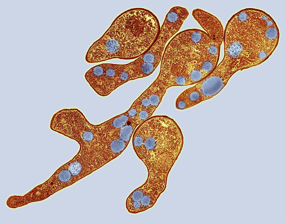 Germinating spores