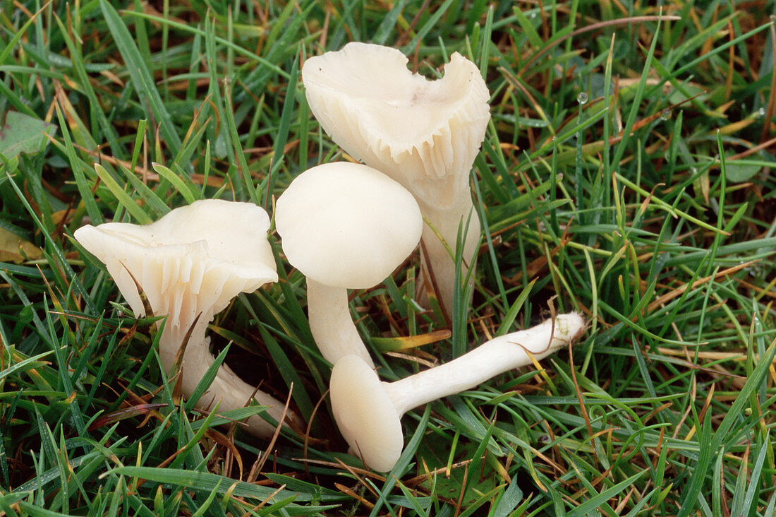 White wax cap mushrooms