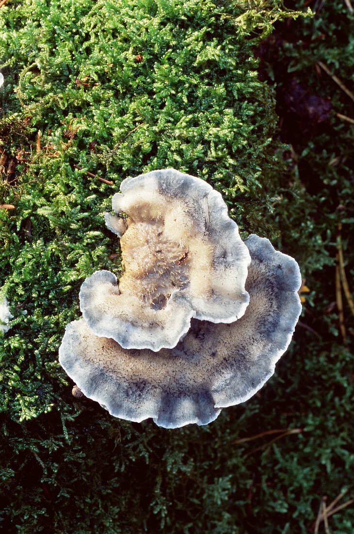 Bracket fungi