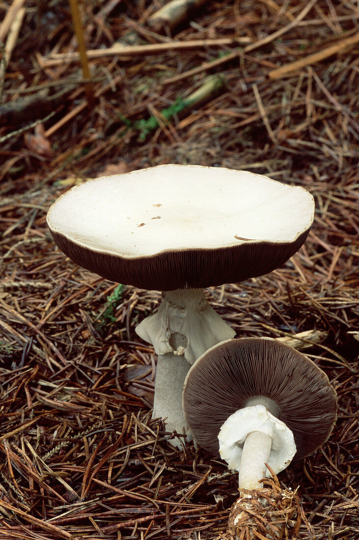 Wood mushrooms