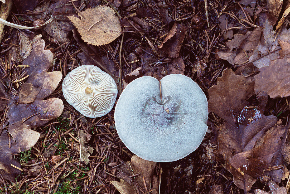 Aniseed funnel cap mushrooms
