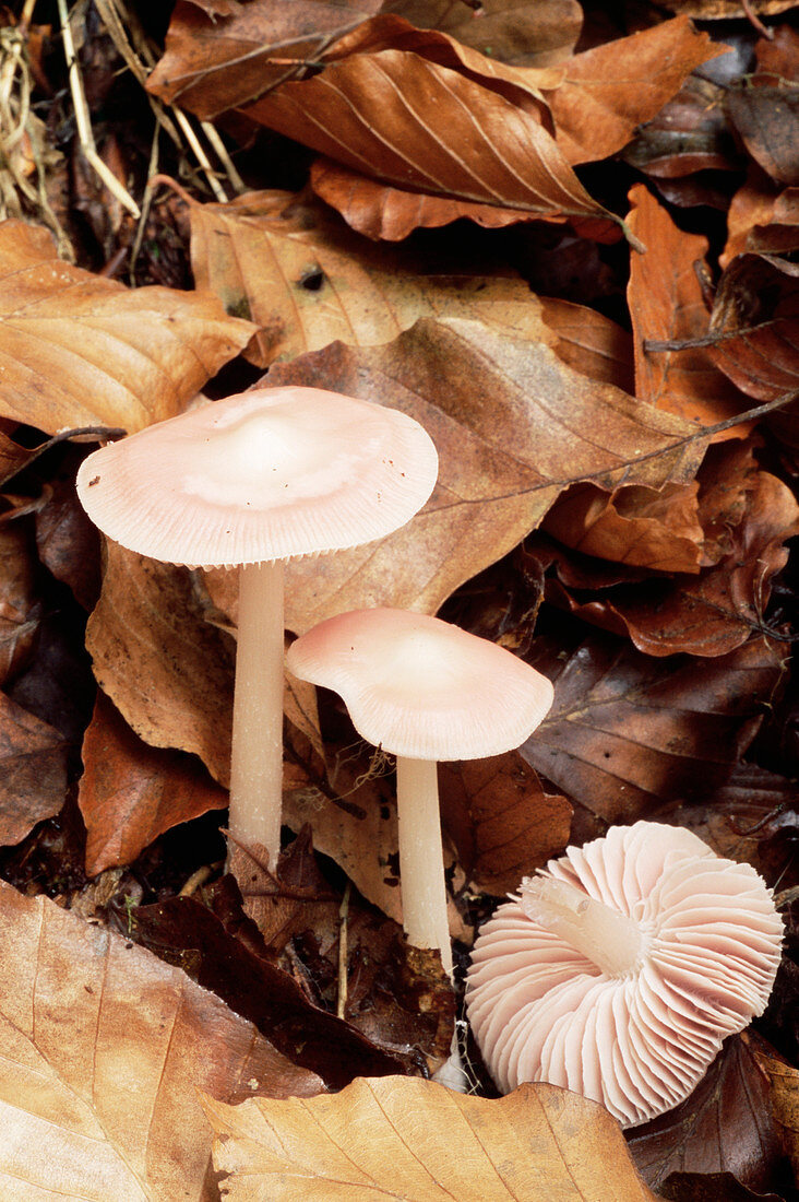 Lilac bell cap mushrooms