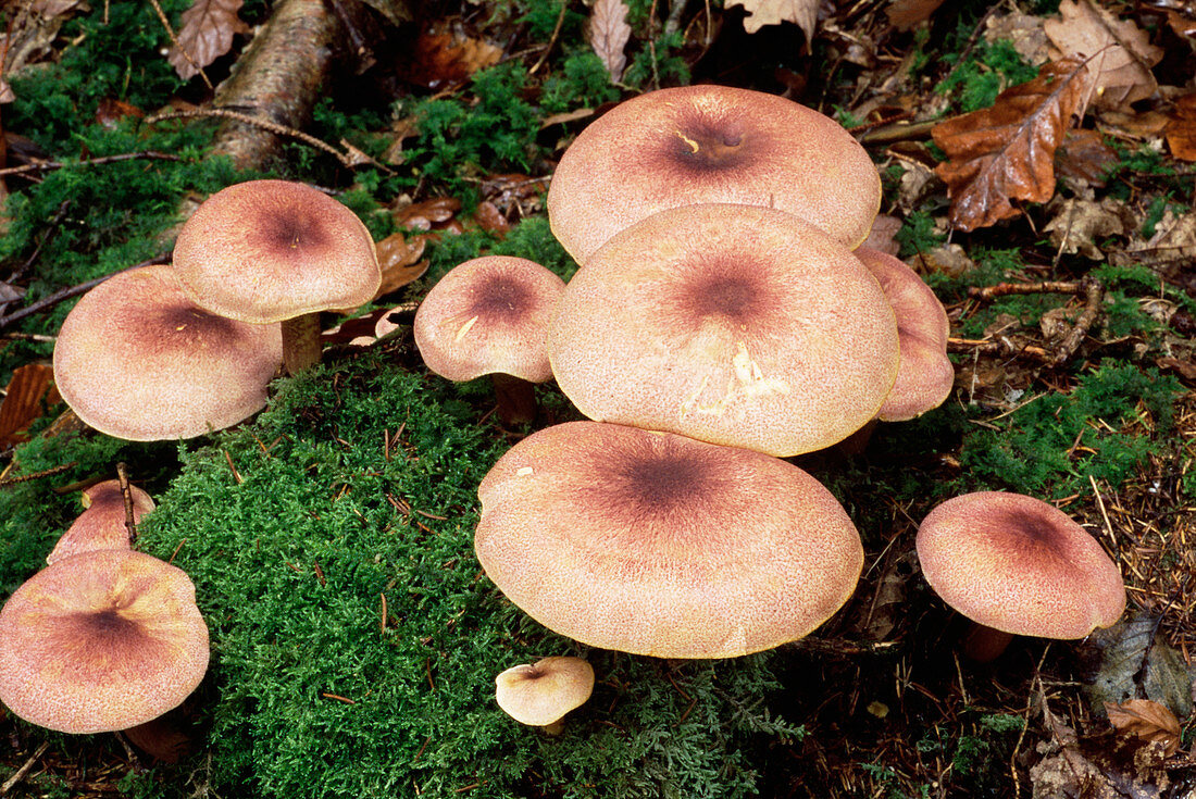 Plum and custard mushrooms
