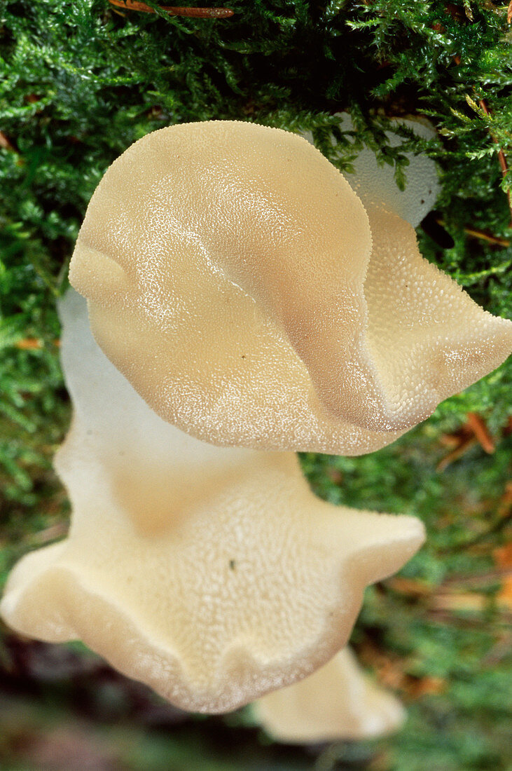 Jelly tongue fungus