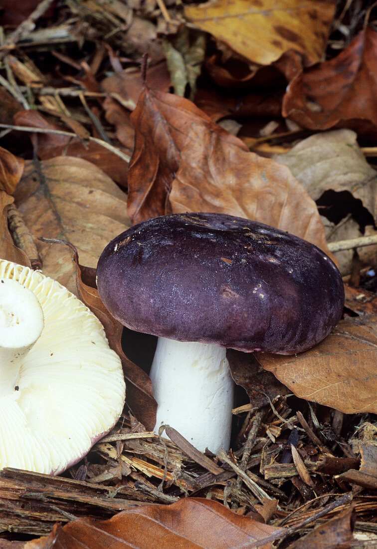 Blackish purple russule fungus