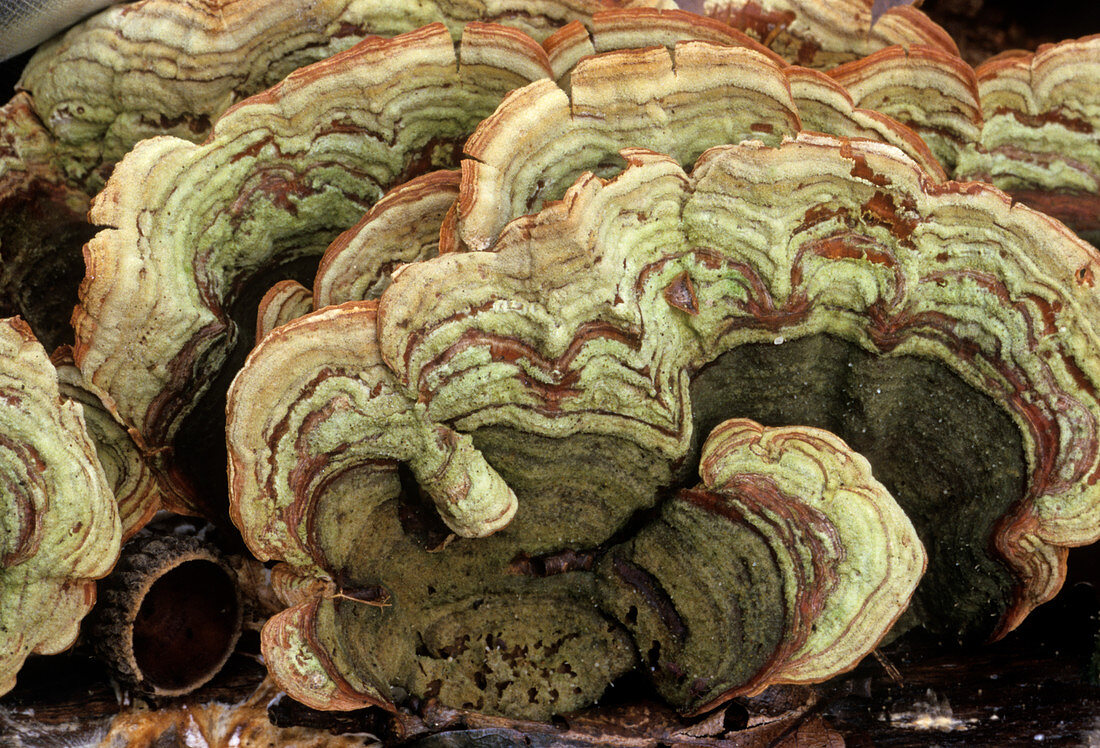 Many-coloured polypore fungi