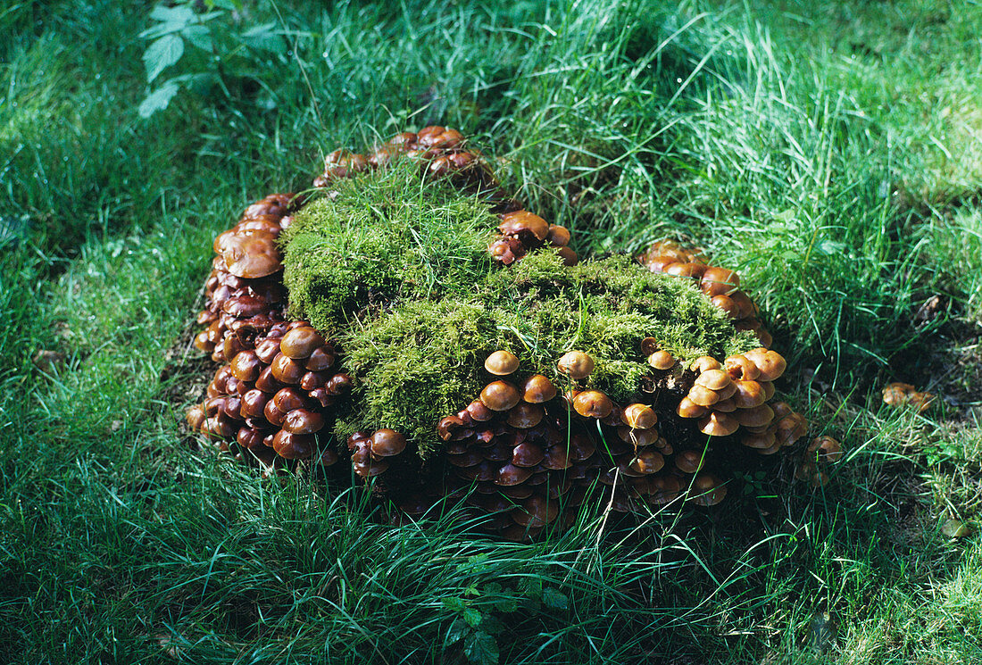 Brick cap mushrooms