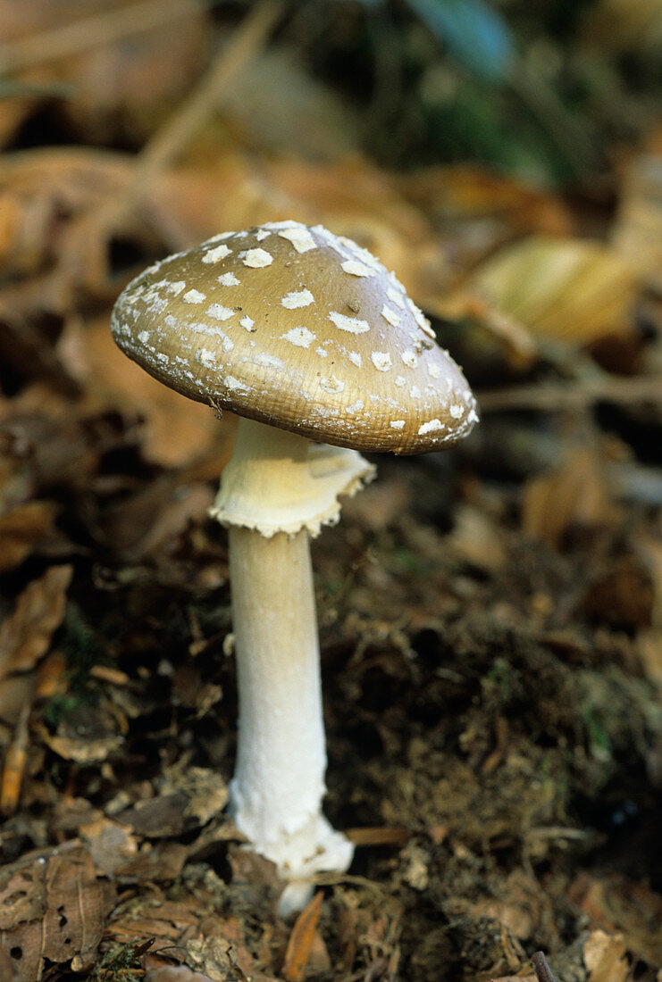 Panther Cap mushroom