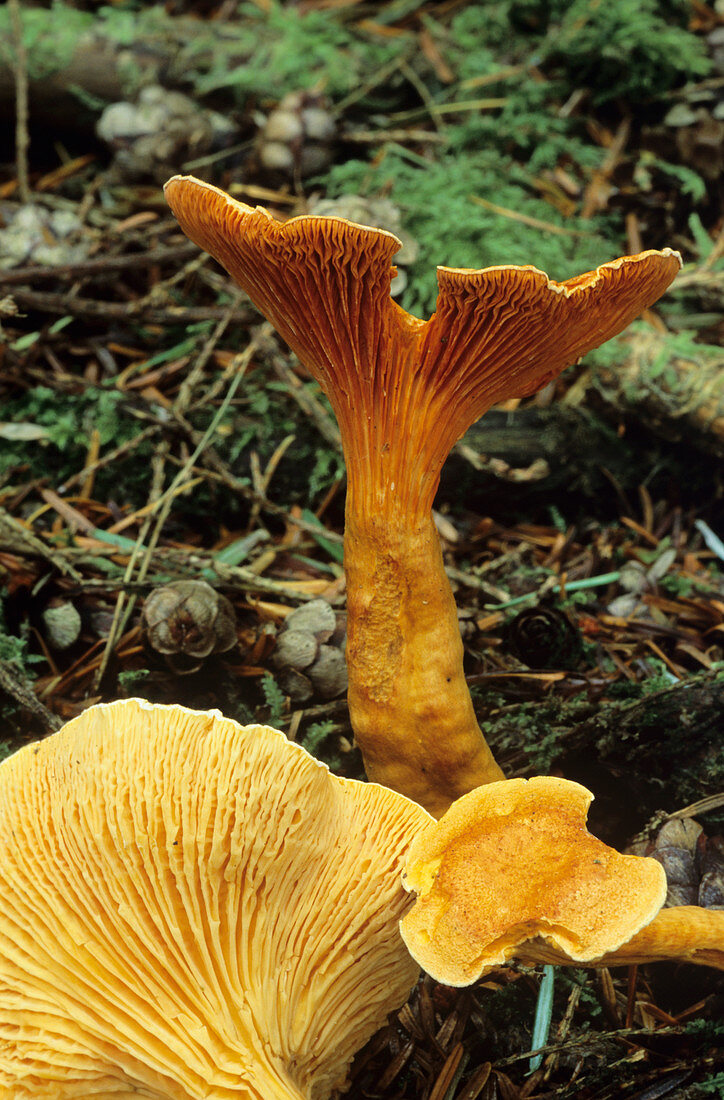 False chanterelle mushrooms