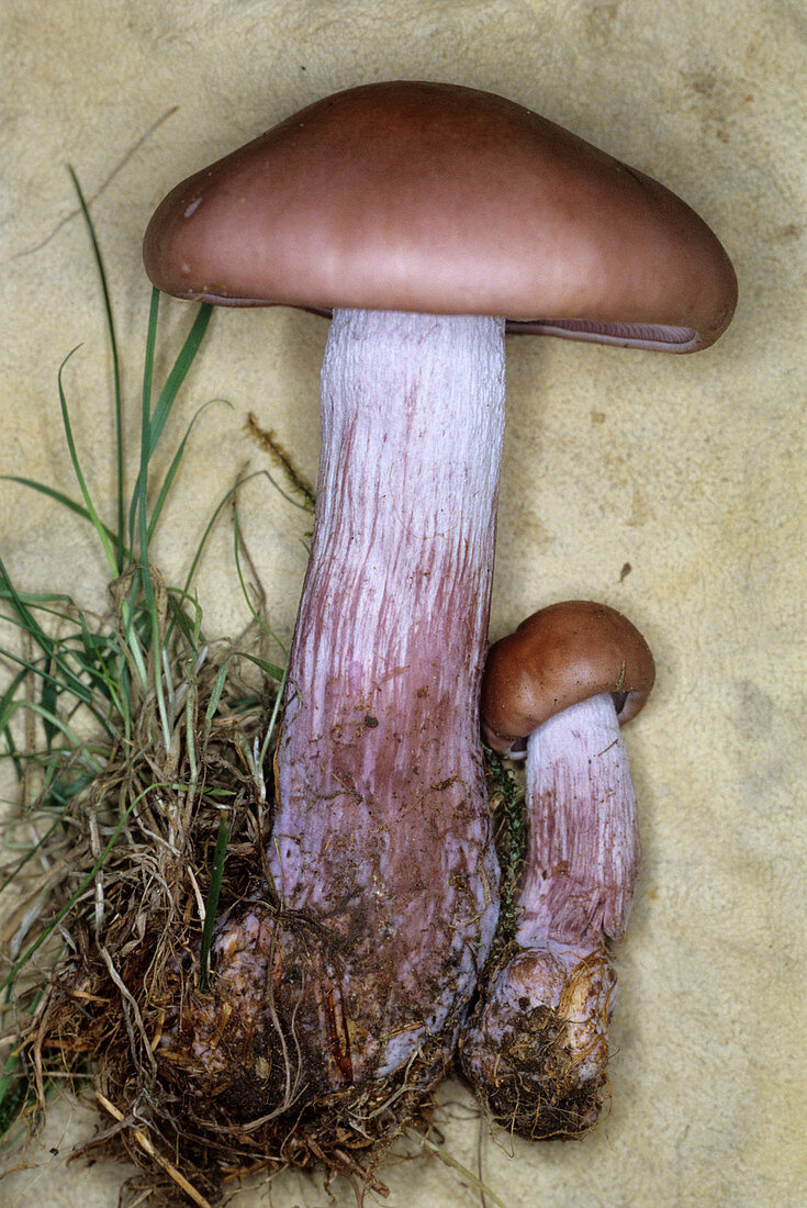 Wood blewit fungi
