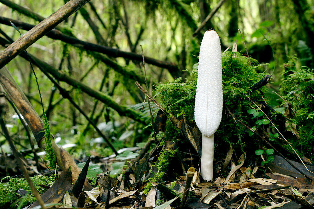 Ink cap mushroom (Coprinus sp.)